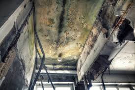 Best Industrial Mold Remediation in Fayetteville, GA